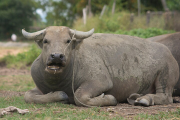 Fototapeta premium Portrait of a wild water buffalo, laying in a field (Bubalus arnee) 