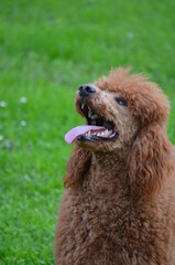 Fototapeta premium Grand caniche ou caniche royal roux