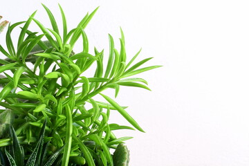 group of mixed succulent plant in basket in white wall background with copy space