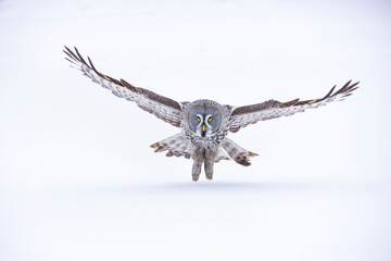 CARABO LAPON - GREAT GREY OWL (Strix nebulosa)