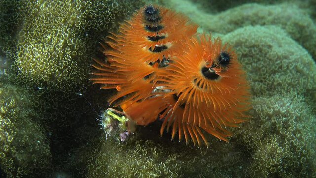 Two orange Christmas tree worms on tropical coral reef