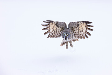 CARABO LAPON - GREAT GREY OWL (Strix nebulosa)