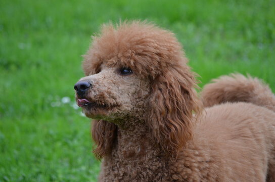 Best Caniche Royal Images Stock Photos Vectors Adobe Stock