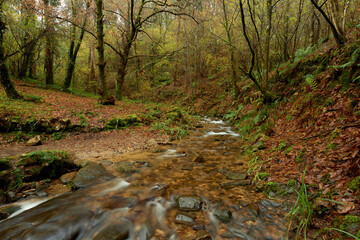 Fototapeta premium Small river in the middle of a forest full of brown leaves in the area of Galicia, Spain.