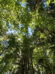 background of green treetops in the forest, Ordesa, Spain