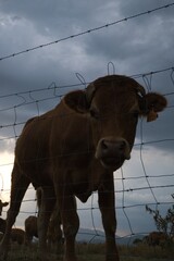 Obraz premium cows grazing on fenced farm