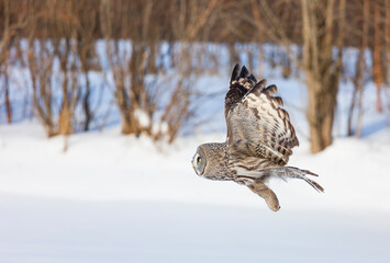 CARABO LAPON - GREAT GREY OWL (Strix nebulosa)