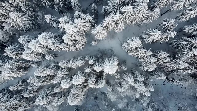 bird view forest in winter with new snow