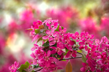 Bright purple red blossoming of a paradise apple tree or crab apple tree in botanical garden. Flowering apple tree in spring. Branch of a blossoming apple tree with red flowers closeup