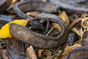 Ripe Carob (Ceratonia siliqua) fruits, lying on the ground, under a tree