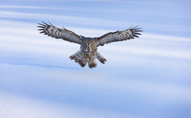 CARABO LAPON - GREAT GREY OWL (Strix nebulosa)