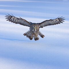 CARABO LAPON - GREAT GREY OWL (Strix nebulosa)