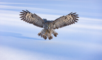 CARABO LAPON - GREAT GREY OWL (Strix nebulosa)