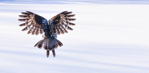 CARABO LAPON - GREAT GREY OWL (Strix nebulosa)