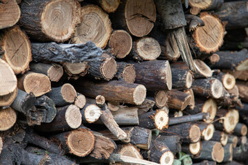 Stacks of freshly cut wood (woodpile, stacking of round wood).