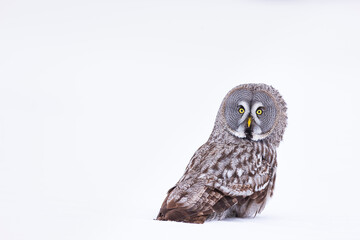CARABO LAPON - GREAT GREY OWL (Strix nebulosa)