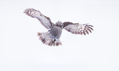 Fototapeta premium CARABO LAPON - GREAT GREY OWL (Strix nebulosa)