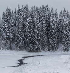 tall fir trees on the river bank