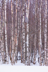 CARABO LAPON - GREAT GREY OWL (Strix nebulosa)