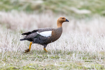 Ashy-headed goose in Argentina running to the right