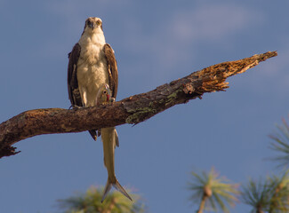 Osprey eating dinner