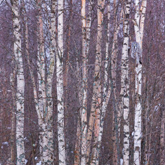 Fototapeta premium CARABO LAPON - GREAT GREY OWL (Strix nebulosa)