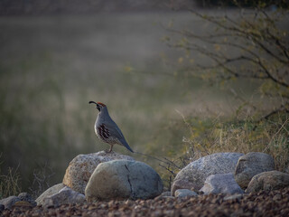 California quail on ground
