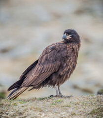 Bird of Prey Caracara in Falkland Islands