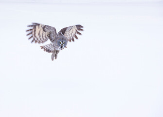CARABO LAPON - GREAT GREY OWL (Strix nebulosa)