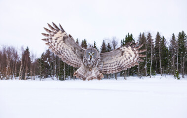 CARABO LAPON - GREAT GREY OWL (Strix nebulosa)