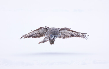 CARABO LAPON - GREAT GREY OWL (Strix nebulosa)