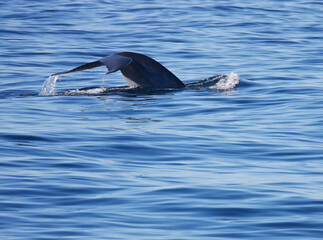 Naklejka premium Blue whale dives down in a fluking motion