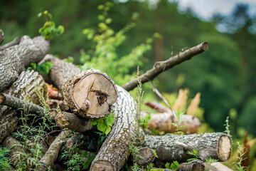 Tree stump in front of the forest