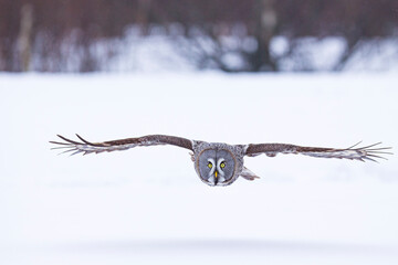 CARABO LAPON - GREAT GREY OWL (Strix nebulosa)