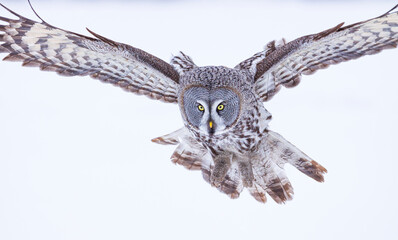 CARABO LAPON - GREAT GREY OWL (Strix nebulosa)