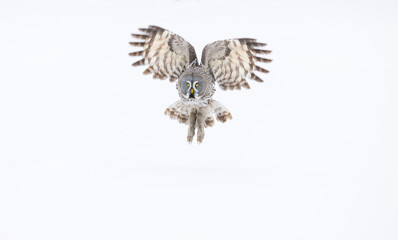 CARABO LAPON - GREAT GREY OWL (Strix nebulosa)