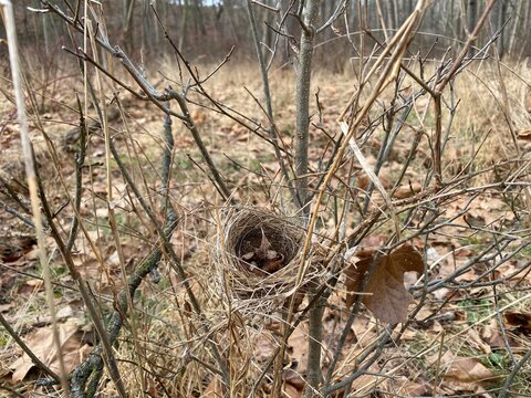 Empty Nest