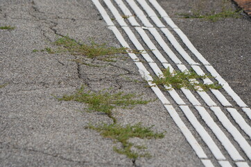 Arenaria serpyllifolia à travers l'asphalte