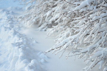 Branches of bushes in the snow and a snow drift as a winter background.