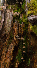 Mushrooms in Wistman's wood in Cornwall, England, UK, United Kingdom