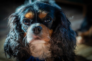 
close-up of the face of a small dog