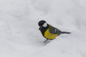 Obraz na płótnie Canvas Great tit, yellow titmice with seed on the snow, small passerine bird.