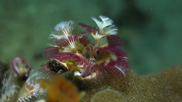 red and white christmas tree worm on tropical coral reef