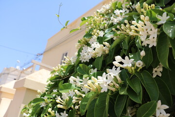 White flowers of Stephanotis floribunda, Malta - 406510811