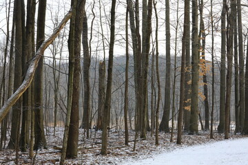 Bare trees and snow covered landscape