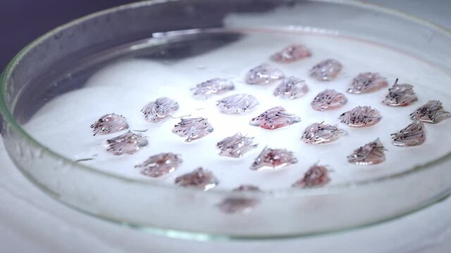 Transplantation of hair follicles; petri dish; standard graft (camera pan)