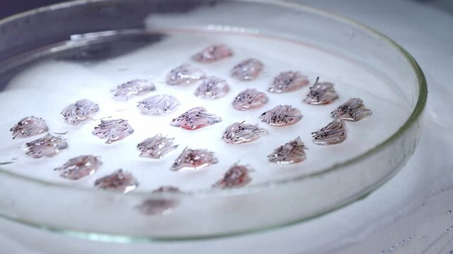 Hair follicles in cell culture ready for transplantation (fixed camera)
