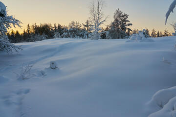 A snow-covered clearing in the woods at sunset.