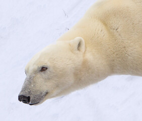 Obraz na płótnie Canvas Close up of polar bear in Canada looking left.