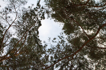 Fototapeta premium Pine forest seen upwards against the sky in winter, with some snow on the branches
